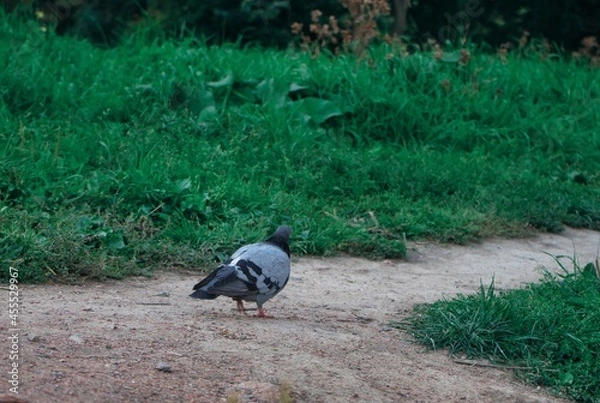 Obraz doves walk in the park