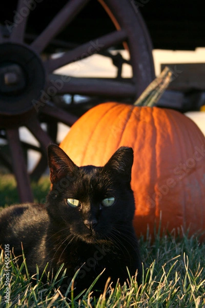 Fototapeta Halloween Cat
