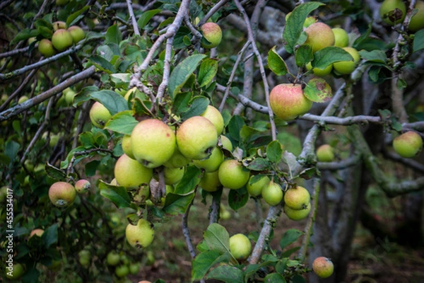 Fototapeta apples on a tree