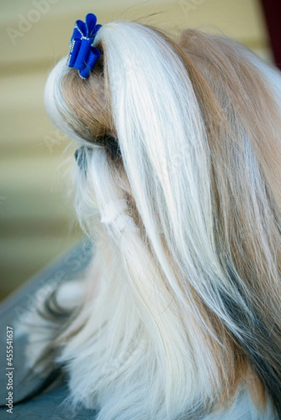 Fototapeta little cute shih tzu dog resting in room, close view 