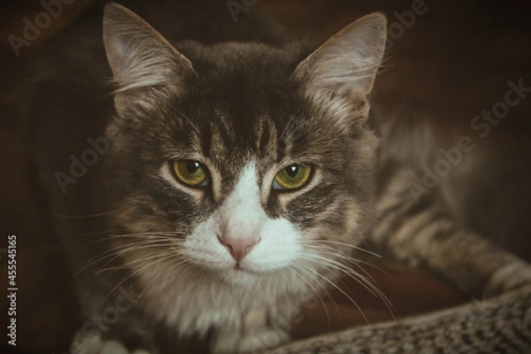 Obraz close up portrait of a cat