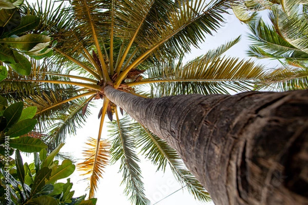 Fototapeta Palm trunk structure on a tropical island.