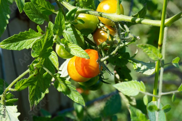 Obraz Cluster of Cherry Tomatoes