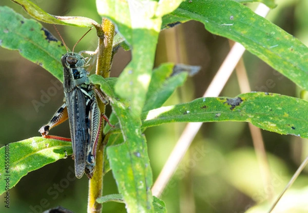 Obraz Grasshopper on Branch