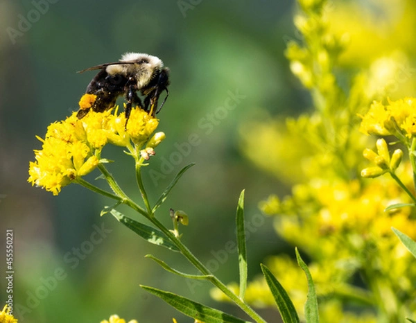 Obraz Bee on Goldenrod