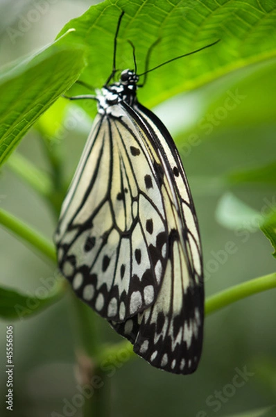Obraz Schmetterling