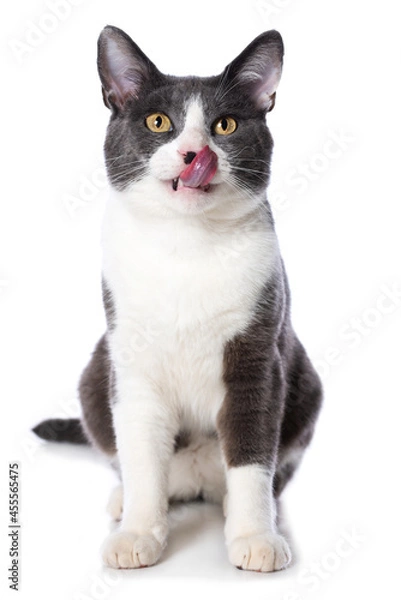 Obraz Hungry cat isolated on white background