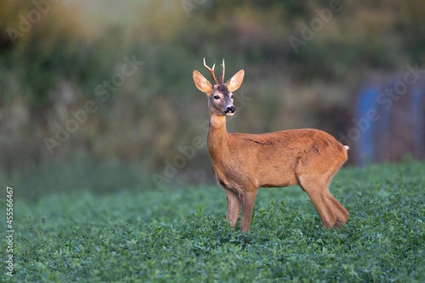 Obraz Roe deer Capreolus capreolus standing