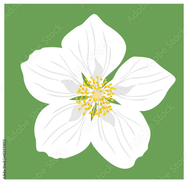 Fototapeta Jasmine. Vector illustration of white five petaled jasmine flower isolated on green background.