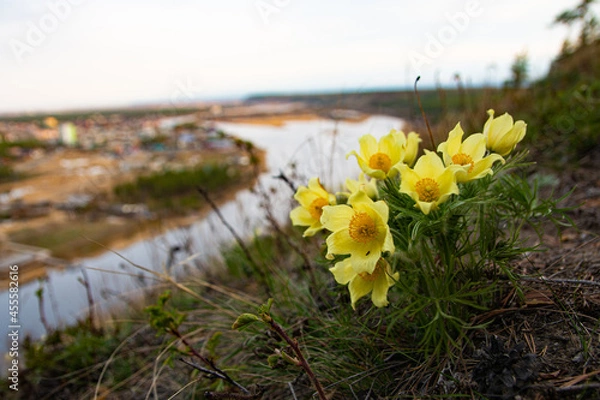 Obraz White spring flowers 3