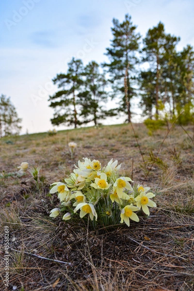 Obraz White spring flowers 2