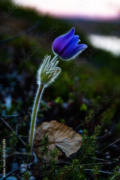 Obraz Lonely spring blue flower 