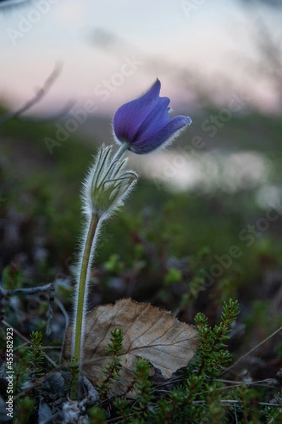 Obraz Lonely spring blue flower