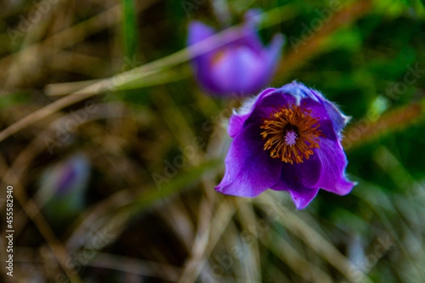 Obraz Blue spring flowers 5