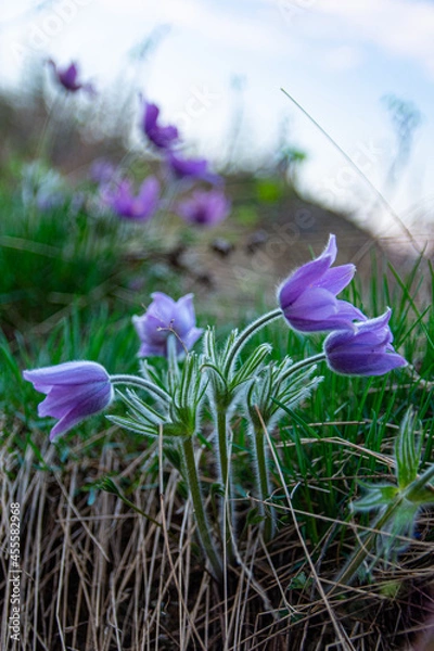 Obraz Blue spring flowers 4