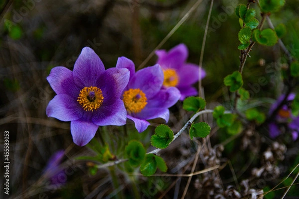 Obraz Blue spring flowers 2