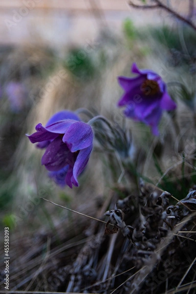 Obraz Blue spring flowers 1