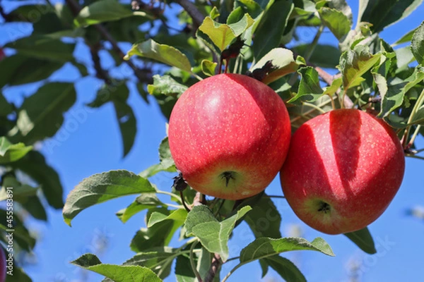 Fototapeta Close-up of two gala apples on tree in apple orchard ripe for picking.
