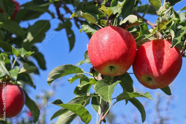 Fototapeta Close-up of three gala apples on tree in apple orchard ripe for picking.