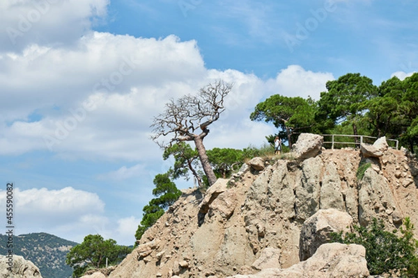 Fototapeta tree on the hill