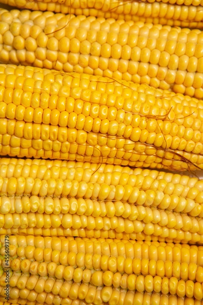 Obraz fresh sweet organic corn cobs close-up background