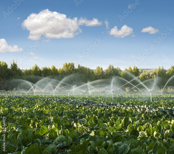 Obraz Irrigation systems in a vegetable garden
