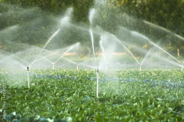 Obraz Irrigation systems in a vegetable garden