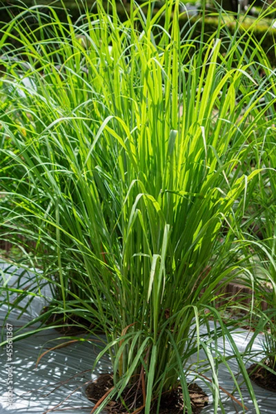 Obraz レモングラス（学名：Cymbopogon citratus）の全体像（ハーブ、精油原料）