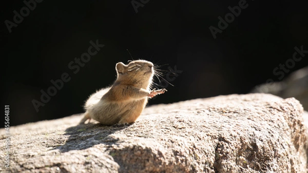 Obraz Chipmunk stretching