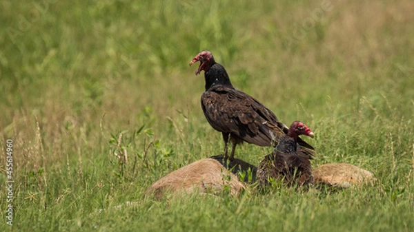Obraz Turkey vulture