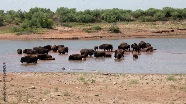 Obraz Herd of bison