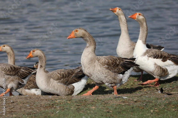 Obraz Geese