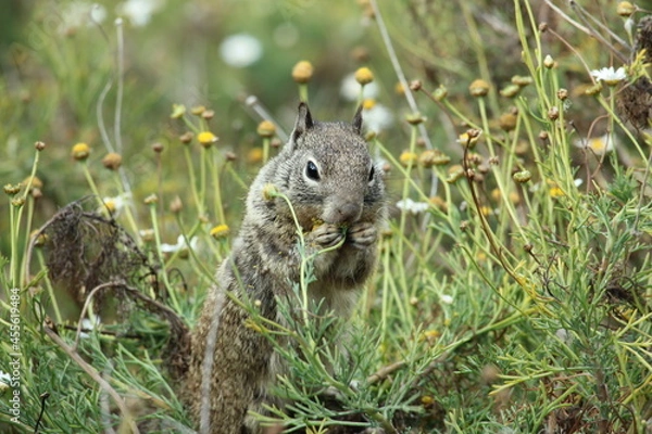 Obraz squirrel eating flower