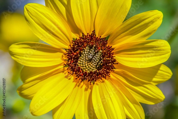 Fototapeta A Prairie Sunflower bloom in late summer.  These  are large  flowers , up to 3 " in diameter