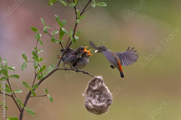 Fototapeta Close-up photo of Yellow Sunbird Colibri hover-fly to feed their chick with a beautiful bokeh background