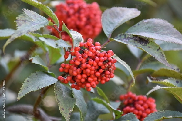 Obraz red berries on a branch
