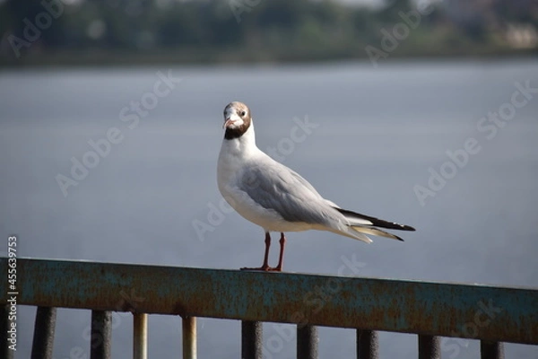 Obraz seagull on the pier