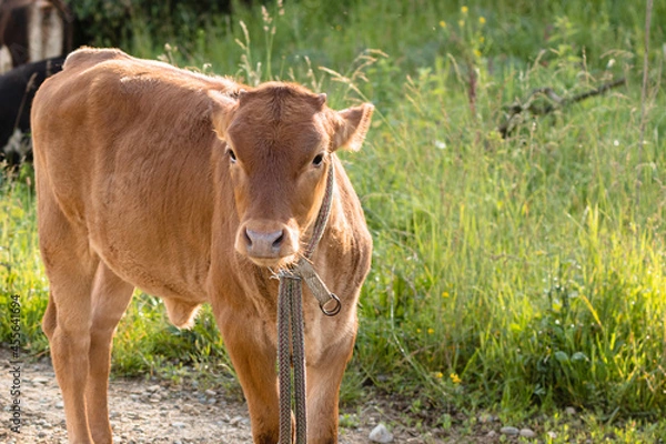 Fototapeta A brown calf with a rope around its neck looks close-up at the camera. Green grass is in the background. Concept of cattle development.