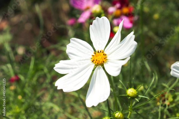 Fototapeta 秋桜 コスモス 鮮やか はなびら  花畑 美しい グリーン 綺麗 青空 白い  草 可憐  秋