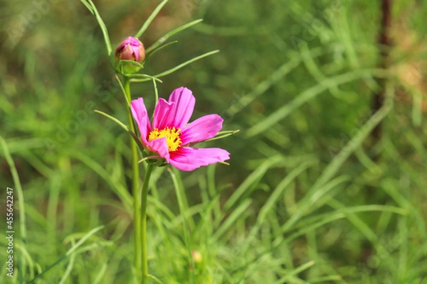 Fototapeta 秋桜 コスモス 鮮やか はなびら  花畑 美しい グリーン 綺麗 青空ピンク かわいい つぼみ