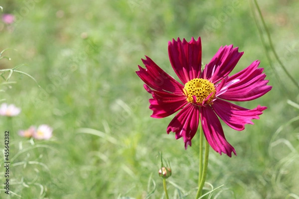 Obraz 秋桜 コスモス 鮮やか はなびら 赤紫 ワインレッド  花畑 美しい グリーン かわいい 草