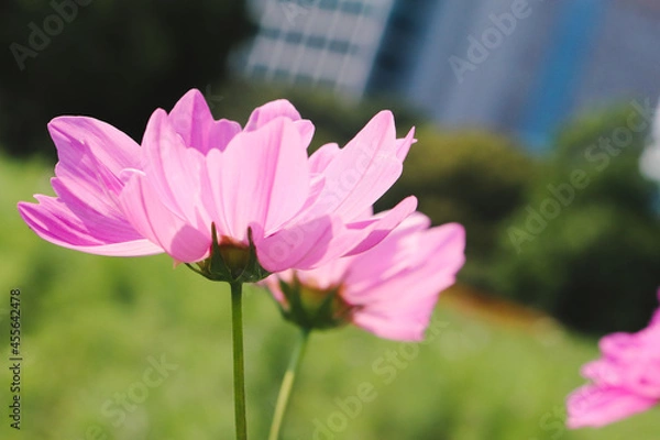 Obraz 秋桜 コスモス 鮮やか はなびら  明るい  美しい グリーン 綺麗 青空ピンク ビル 都会