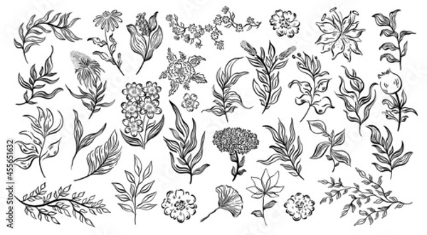 Fototapeta Plant nature hand drawn set. Collection botanical element.Elegante vintage style.Isolated in white background.
