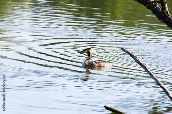 Fototapeta Great crested grebe bird floating on the Danube river