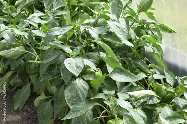 Obraz plants in the garden