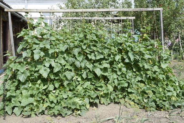 Obraz plants in the garden