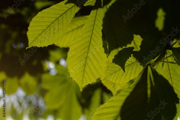 Fototapeta Green leaves in sunlight. Plant on the lumen. Natural background evening light on chestnut leaves.