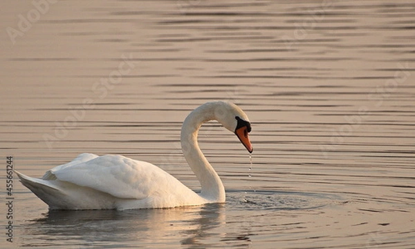 Obraz White swan swimming on the lake in spring.