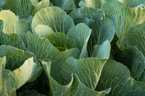 Fototapeta Fresh cabbage from farm field. View of green cabbages plants. Organic farming.