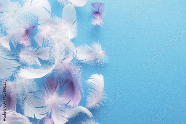 Obraz feathers on a colored background.